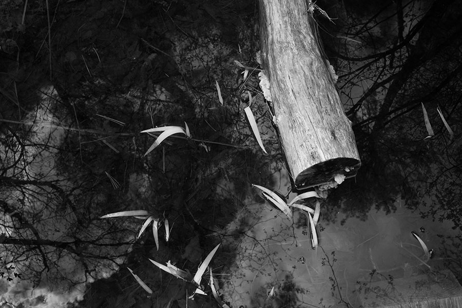 IR Photo of Log in Shallow Swamp Water, Reflecting the Sky.